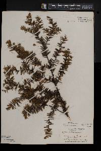 Taxus canadensis image