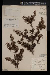 Taxus canadensis image