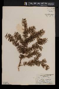 Taxus canadensis image