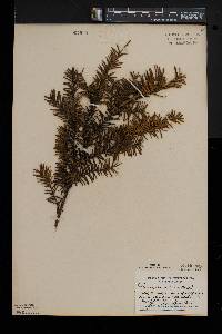 Taxus canadensis image