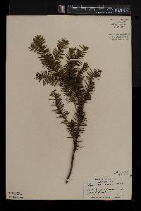 Taxus canadensis image