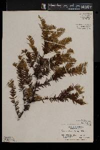 Taxus canadensis image