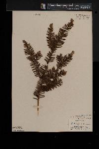 Taxus canadensis image