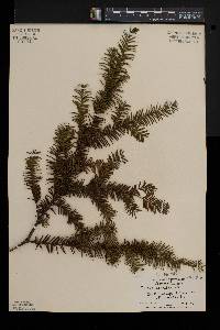 Taxus canadensis image