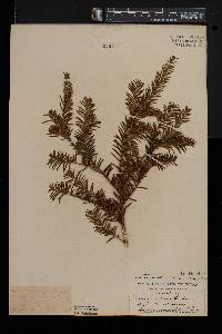 Taxus canadensis image