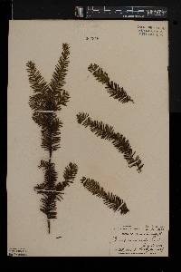 Taxus canadensis image