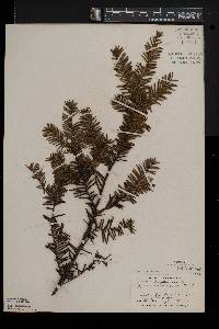 Taxus canadensis image