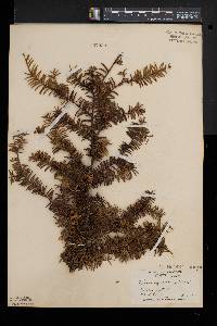 Taxus canadensis image