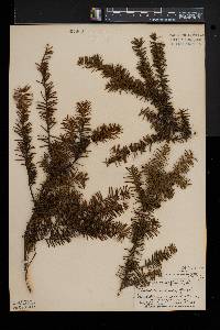 Taxus canadensis image