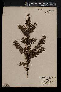 Taxus canadensis image