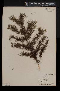 Taxus canadensis image