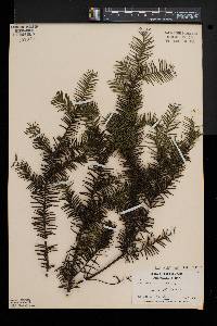 Taxus canadensis image