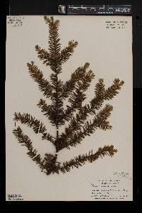 Taxus canadensis image