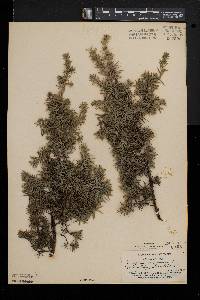 Juniperus communis var. depressa image