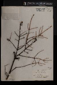 Picea rubens image