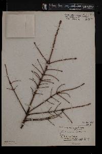 Picea mariana image