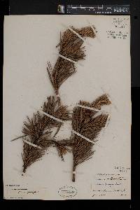 Pinus pungens image