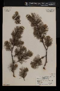 Pinus pungens image