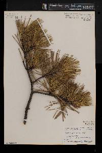 Pinus pungens image