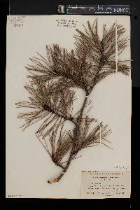 Pinus pungens image