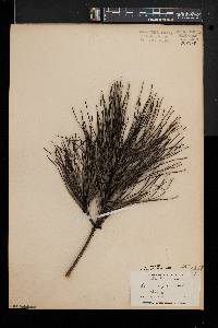 Pinus rigida image