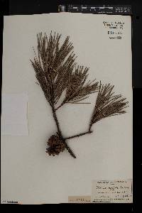 Pinus rigida image