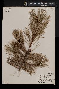 Pinus rigida image