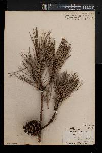 Pinus rigida image