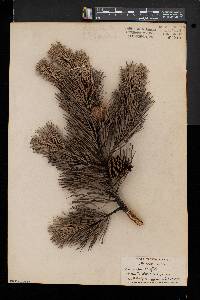 Pinus rigida image