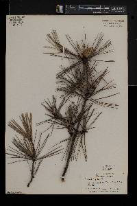 Pinus rigida image