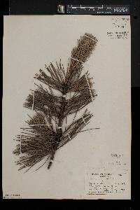 Pinus rigida image