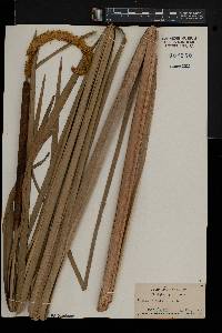 Typha angustifolia image