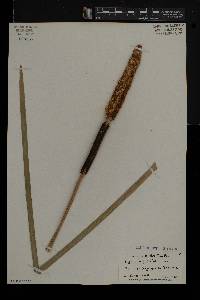 Typha angustifolia image