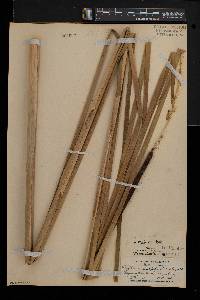 Typha angustifolia image