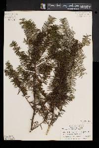 Taxus canadensis image