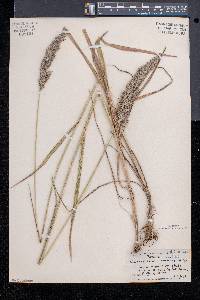 Calamagrostis cinnoides image