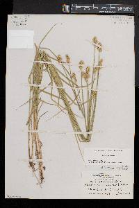 Carex albolutescens image