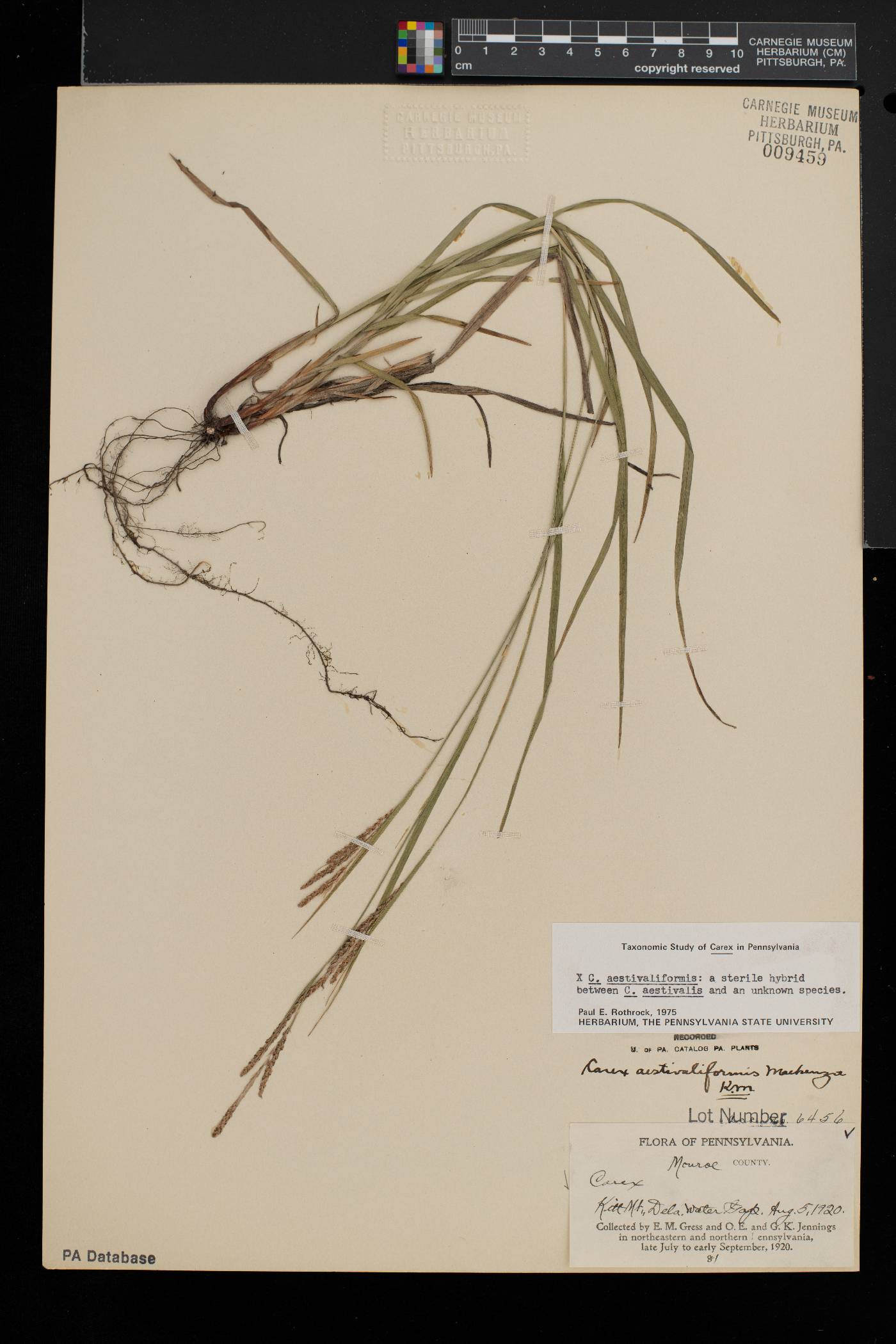 Carex aestivaliformis image