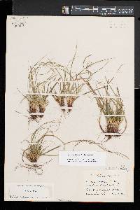 Carex umbellata image