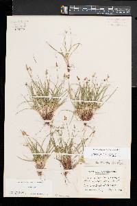 Carex umbellata image