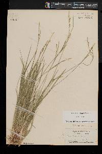 Carex woodii image