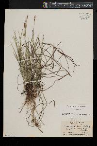 Carex woodii image