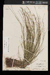 Carex woodii image