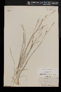 Carex woodii image