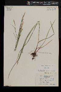 Carex woodii image