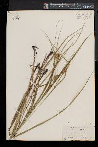 Carex squarrosa image