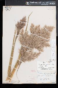 Phragmites australis image