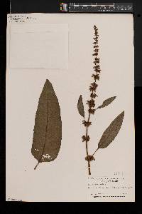 Rumex obtusifolius image