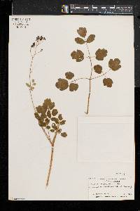 Thalictrum pubescens image