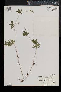 Potentilla simplex var. simplex image
